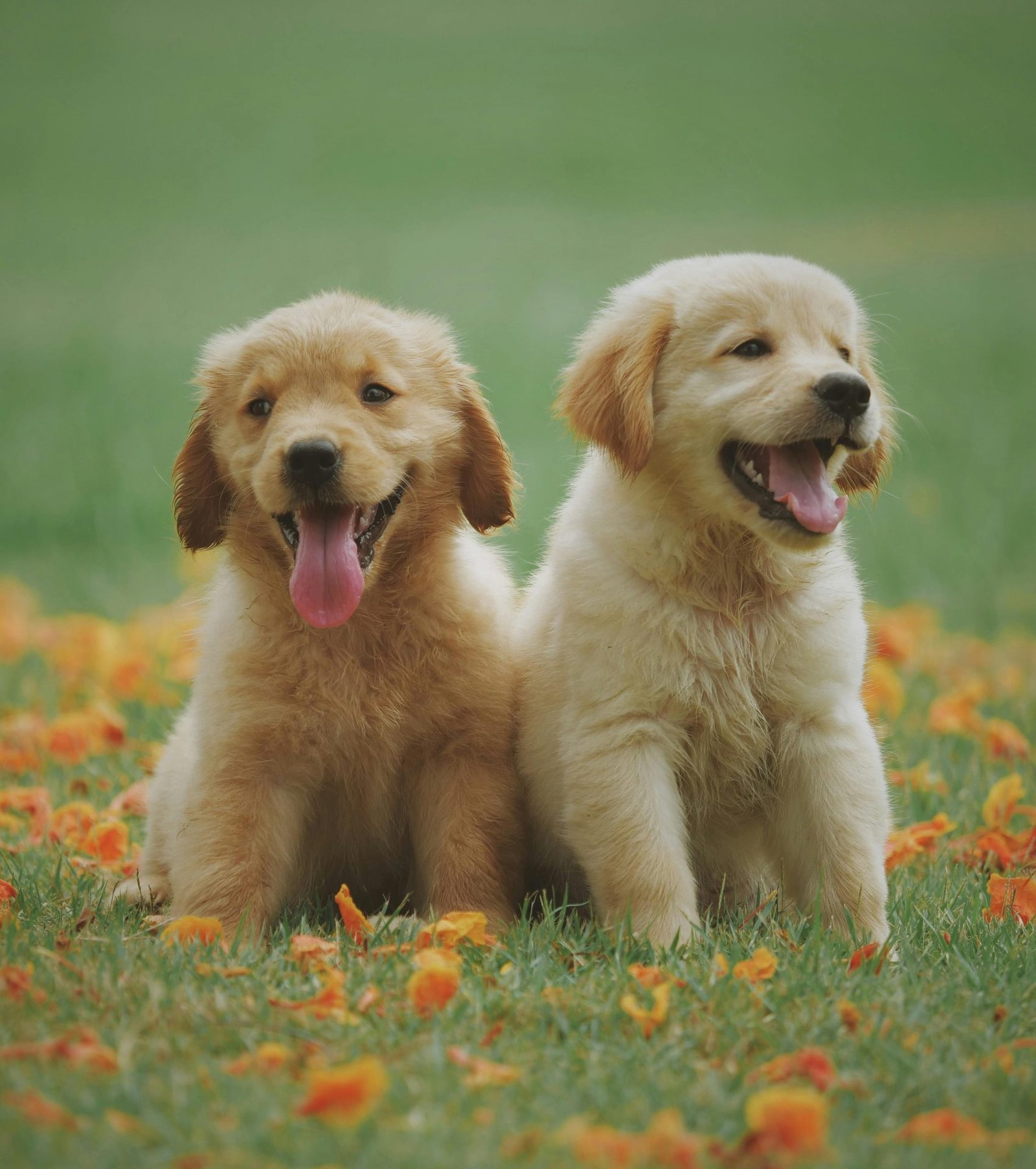 pexels-chevanon-1108099 Photo by Chevanon Photography: https://www.pexels.com/photo/two-yellow-labrador-retriever-puppies-1108099/